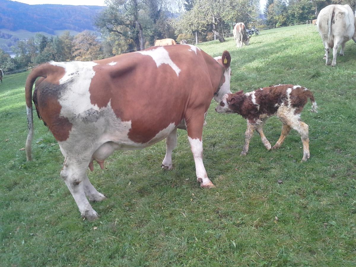 Bauernhof Kasleitner Villa Zell am Moos Bagian luar foto