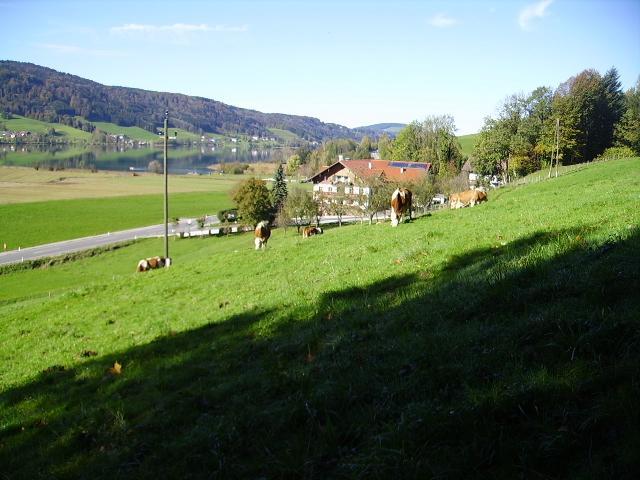 Bauernhof Kasleitner Villa Zell am Moos Bagian luar foto