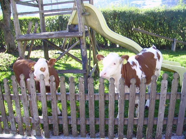 Bauernhof Kasleitner Villa Zell am Moos Bagian luar foto
